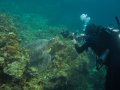 Turtle + photographer